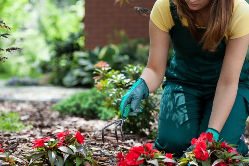 Hedge cutting service for a Chislehurst garden boundary