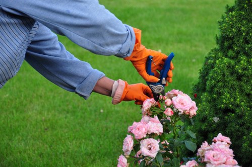 Arborist pricing a larger tree reduction near a busy street